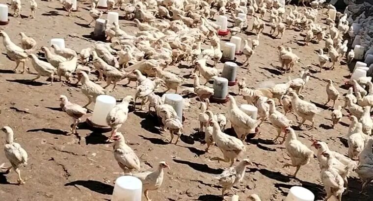 ما زال العرض شغال🐓🐓🐓