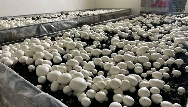 خلينا ندعم الإنتاج المحلي شوفو النظافة