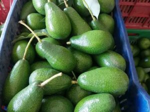 أشتال الافوكادو ارتفاع متر ونصف 🌳🍐
