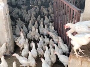 ما زال العرض شغال🐓🐓🐓