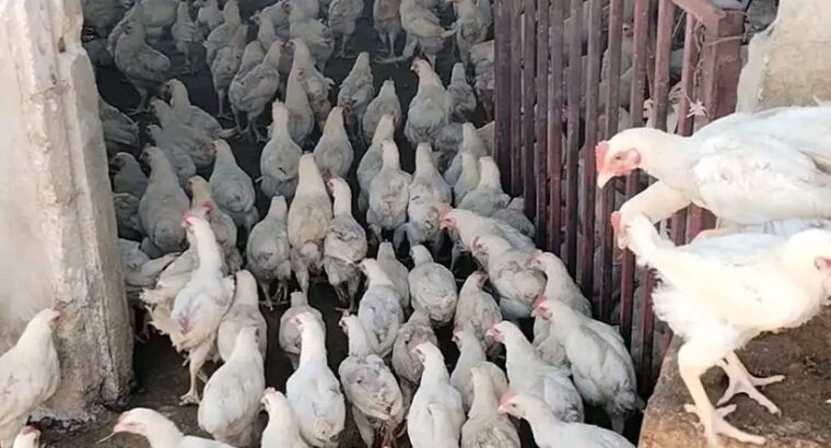 ما زال العرض شغال🐓🐓🐓