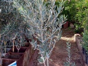ازرع زيتونك بإيدك