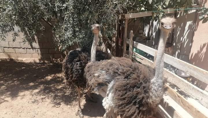 جوز نعام للبيع
