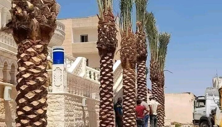 و ما في أحلى من النخيل
