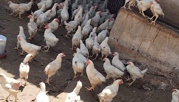 ديوك للبيع