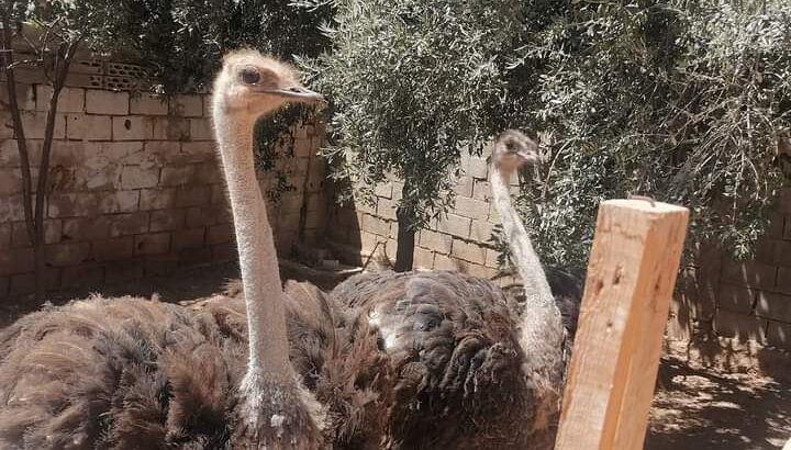 جوز نعام للبيع