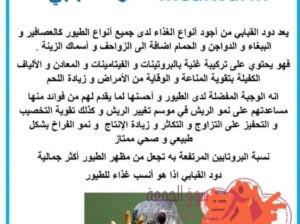 Mealworm دود قبابي