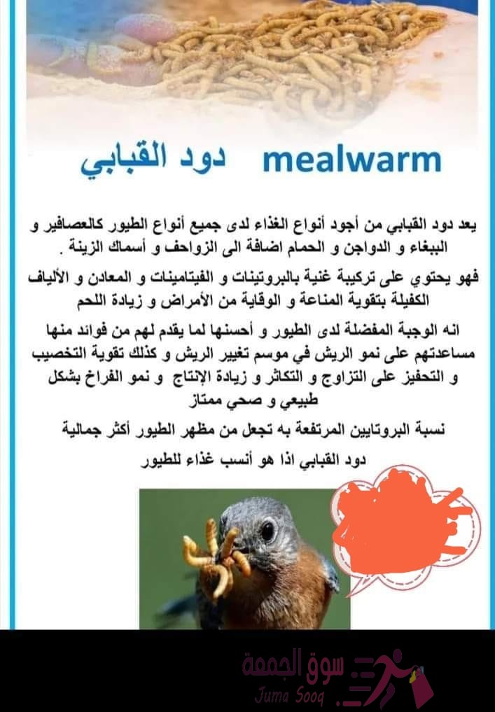 Mealworm دود قبابي