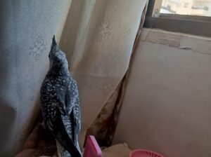 طيور كوكتيل و روز فراخ و جواز