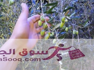 أشجار زيتون