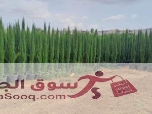 أشجار زينة