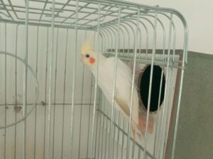 جوز ببغاء كوكتيل لاتيني للبيع