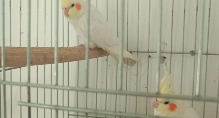 جوز ببغاء كوكتيل لاتيني للبيع