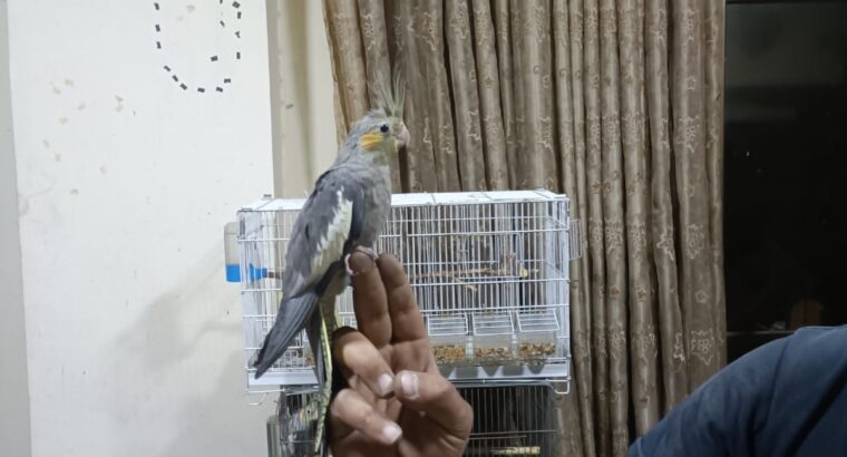 طيور كوكتيل – عمر ٦ الى ٧ اشهر