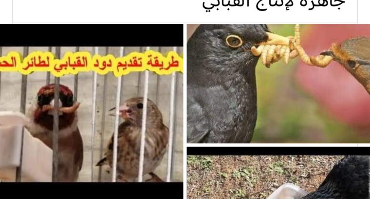 Mealworm دود قبابي حي ميلوورم مزارع خنافس لإنتاج دود القبابي