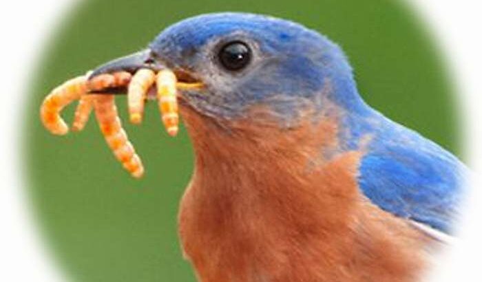 Mealworm دود قبابي حي ميلوورم مزارع خنافس لإنتاج دود القبابي
