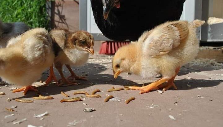 Mealworm دود قبابي حي ميلوورم مزارع خنافس لإنتاج دود القبابي