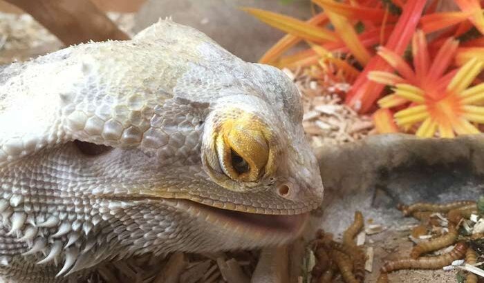 Mealworm دود قبابي حي ميلوورم مزارع خنافس لإنتاج دود القبابي