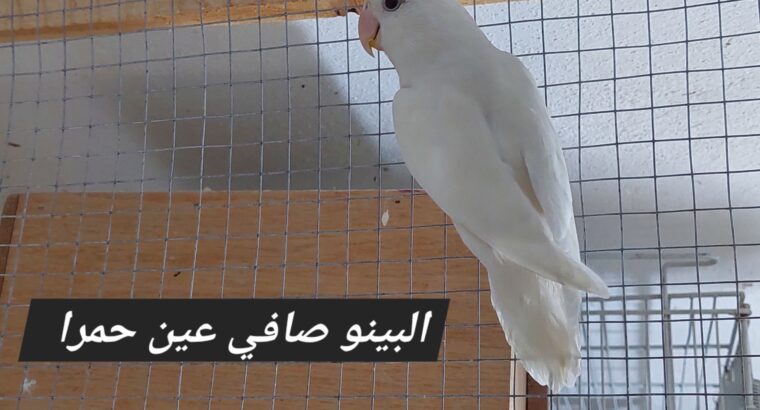 فراخ روز البينو وسينامون اوبلاين للزق اليدوي