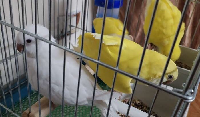 ببغاء كويكر الراهب اليف جدآ